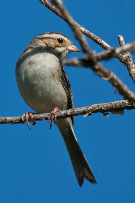 File:Spizella pallida -perching-8 (2).jpg
