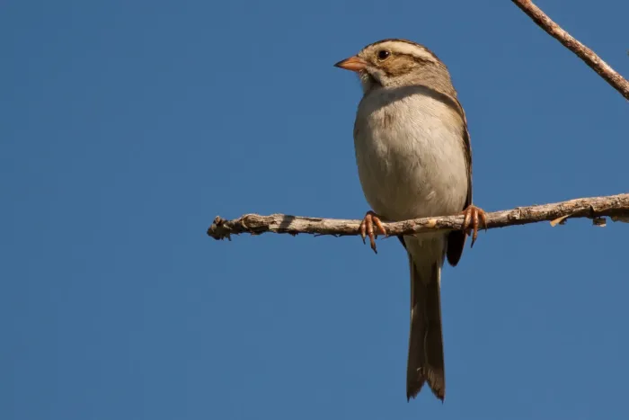 File:Spizella pallida -perching-8 (3).jpg