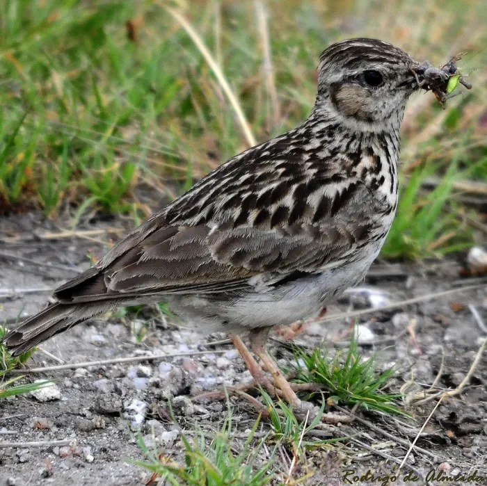 File:Lullula arborea (Rodrigo de Almeida).jpg