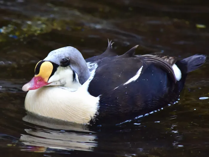 File:Anatidae Somateria spectabilis 4.1.jpg