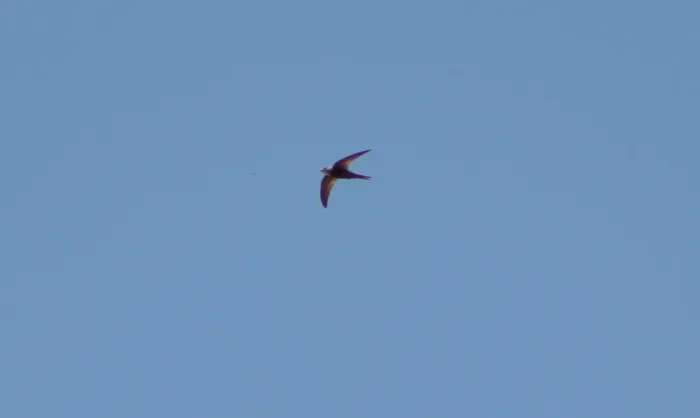 File:Pallid Swift (Apus pallidus).jpg