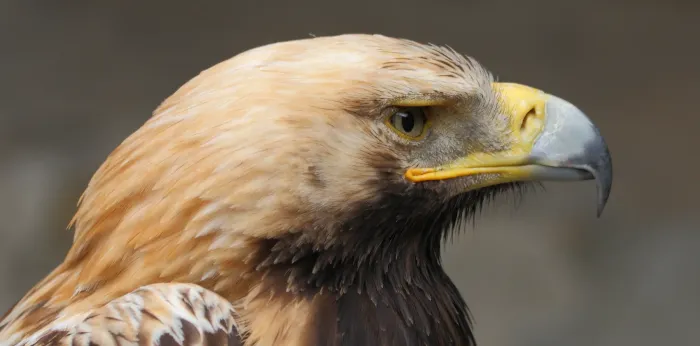 File:Kaiseradler Aquila heliaca 6 amk.jpg