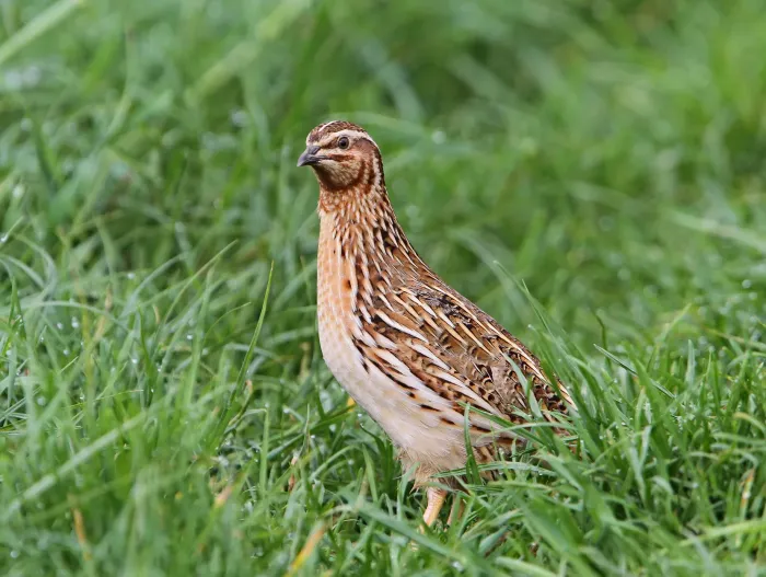 File:Coturnix coturnix, Fraunberg, Bayern, Deutschland 1.jpg