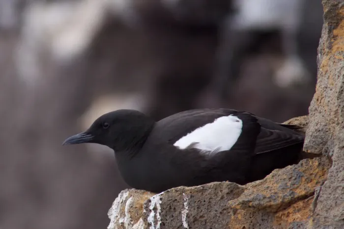 File:Black Guillemot Cepphus grylle.jpg