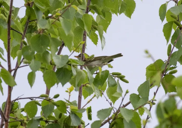 File:Phylloscopus plumbeitarsus, Ulan-Ude, Ivolginskiy, Buryatia Republic, Russia 2.jpg