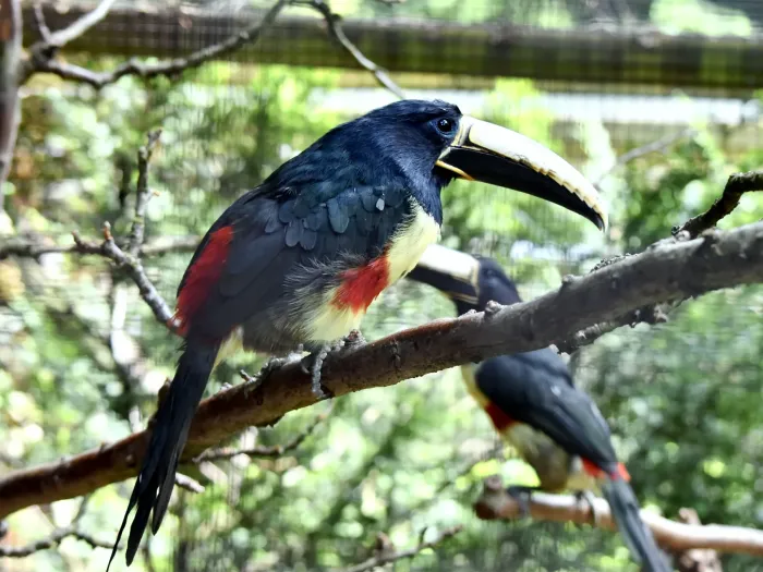 File:Ramphastidae Pteroglossus aracari 2.2.jpg