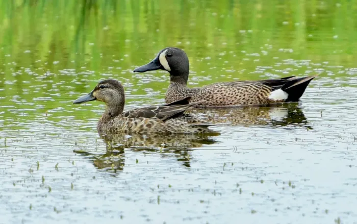 File:Spatula discors f m PEI.jpg