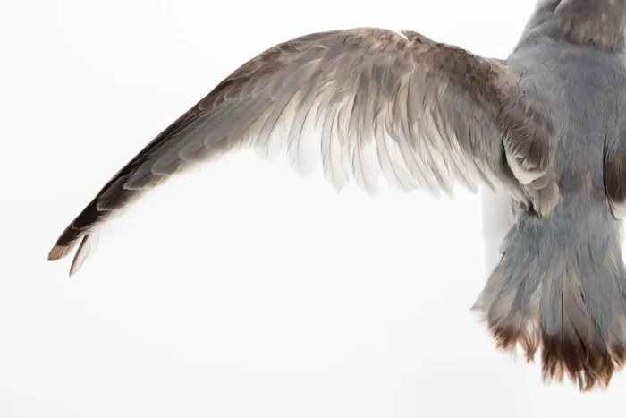 File:Pachyptila desolata (Antarctic Prion) (48719448743).jpg