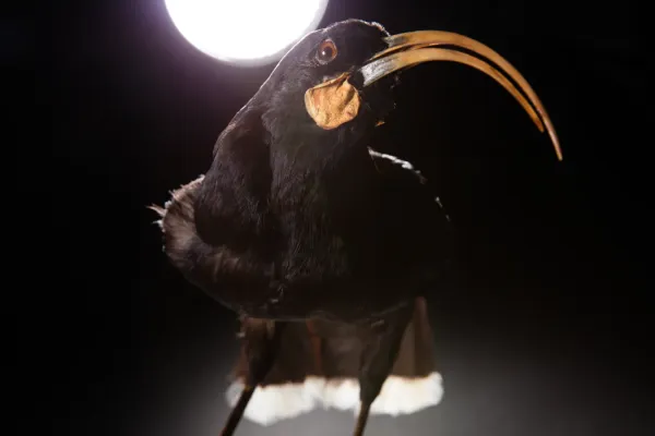 File:Heteralocha acutirostris (huia) (48719602961).jpg