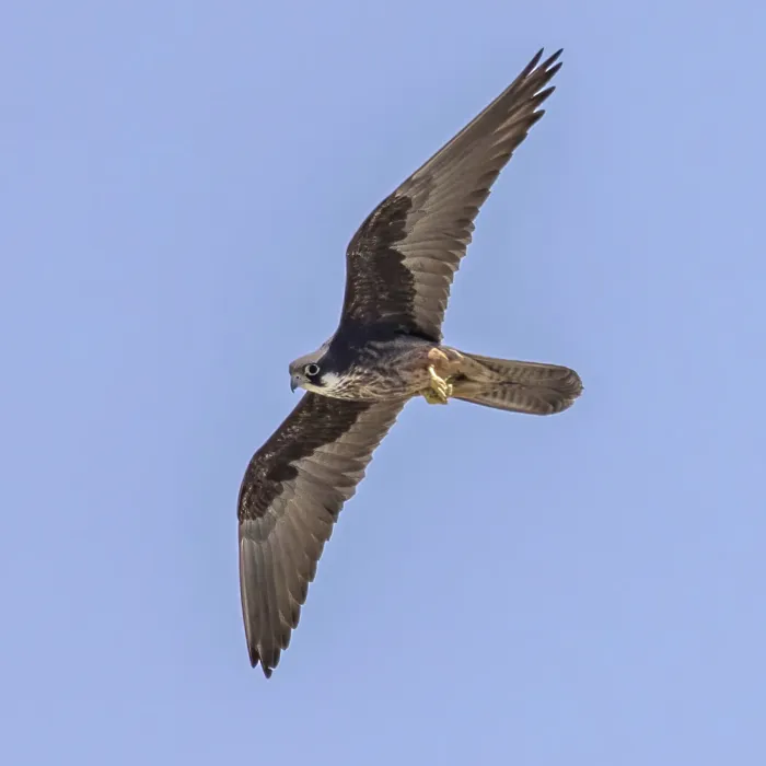 File:Eleonora's falcon (Falco eleonorae) in flight 3.jpg