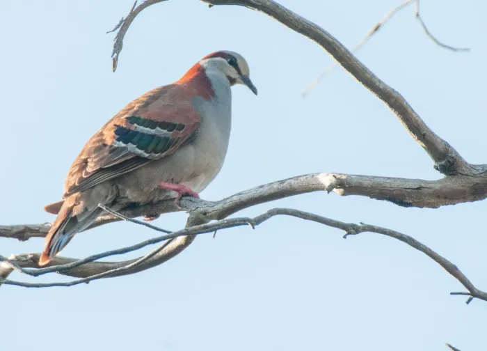 File:Phaps elegans elegans, Melbourne, Victoria, Australia 1.jpg