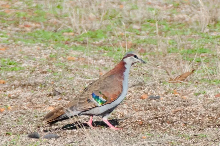 File:Phaps elegans elegans, Ashbourne, South Australia 1.jpg