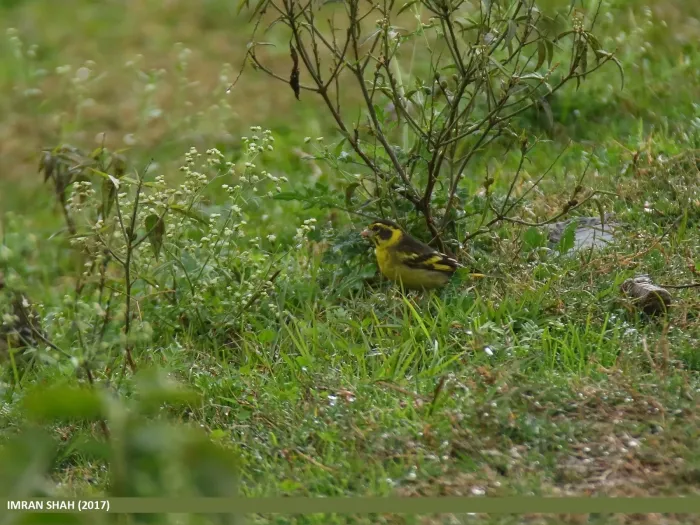 File:Yellow-breasted Greenfinch (Chloris spinoides) (32548259911).jpg