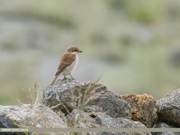 File:Rufous-tailed Shrike (Lanius isabellinus) (51339020287).jpg