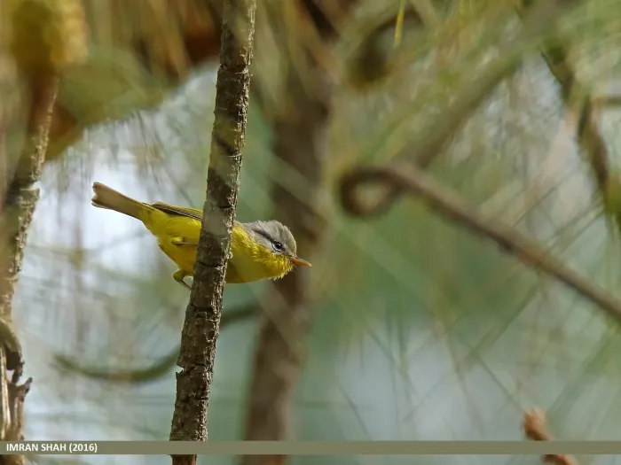 File:Grey-hooded Warbler (Phylloscopus xanthoschistos) (25592716270).jpg