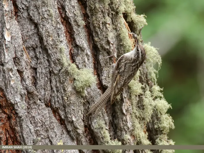 File:Bar-tailed Tree-creeper (Certhia himalayana) (49061303192).jpg