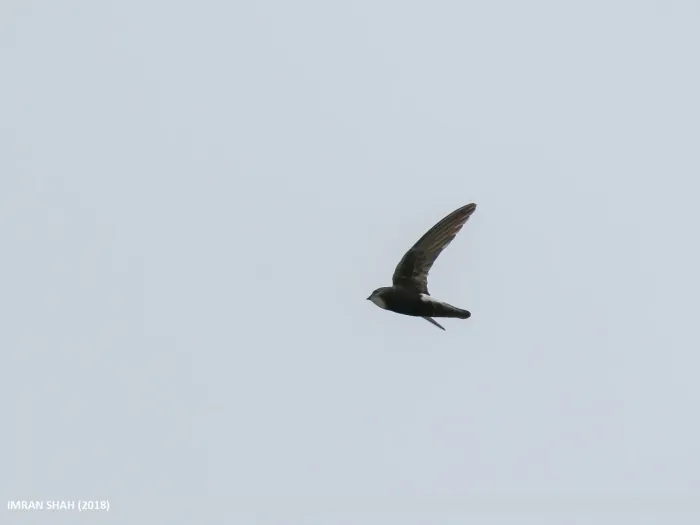 File:Little Swift (Apus affinis) (49049308537).jpg