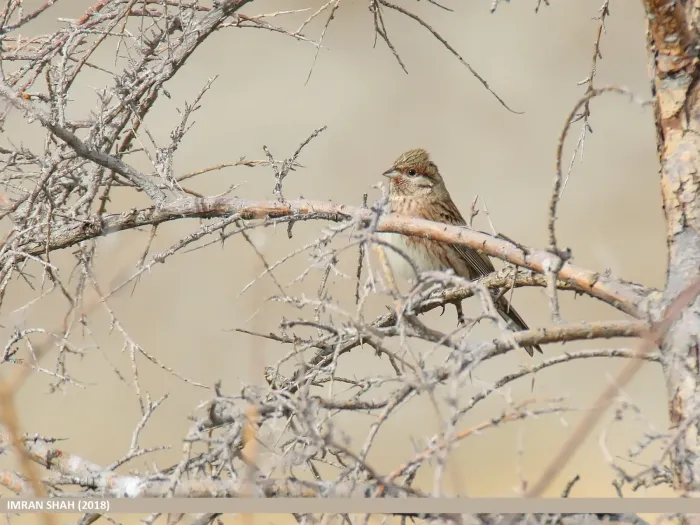 File:Pine Bunting (Emberiza leucocephalos) (48988525441).jpg