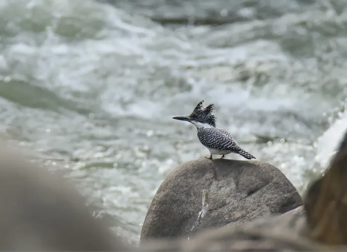 File:Crested Kingfisher (Megaceryle lugubris) (43046205232).jpg