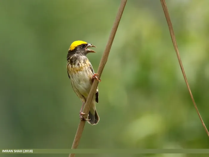 File:Black-breasted Weaver (Ploceus benghalensis) (27380679147).jpg