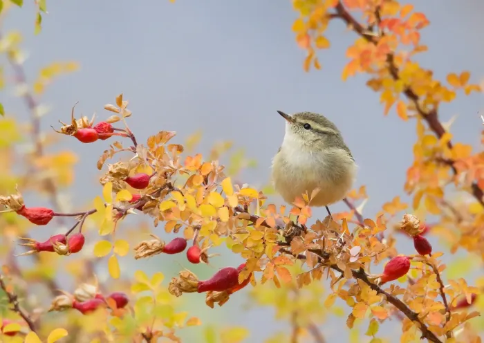 File:Hume's Warbler (Phylloscopus humei) (50405236648).jpg