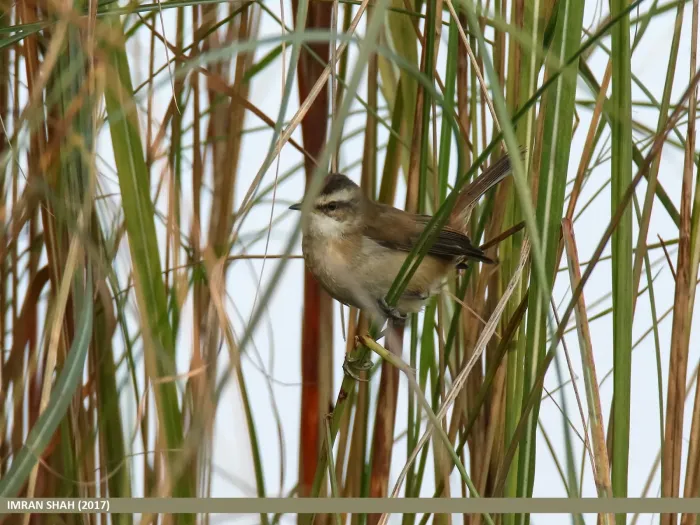 File:Moustached Warbler (Acrocephalus melanopogon) (32547998251).jpg