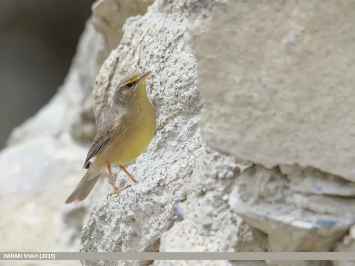 File:Sulphur-bellied Warbler (Phylloscopus griseolus) (49702889687).jpg