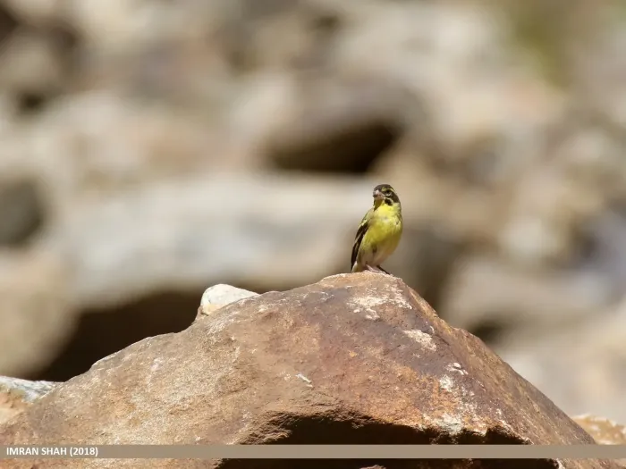 File:Yellow-breasted Greenfinch (Chloris spinoides) (49178494307).jpg