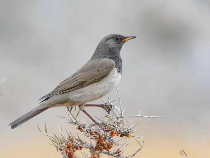 File:Black-throated Thrush (Turdus atrogularis) (51101748886).jpg