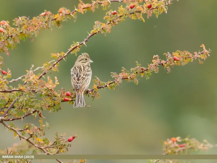 File:Pine Bunting (Emberiza leucocephalos) (50801060476).jpg