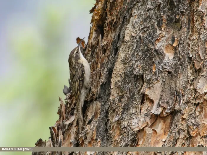 File:Bar-tailed Tree-creeper (Certhia himalayana) (50615085536).jpg