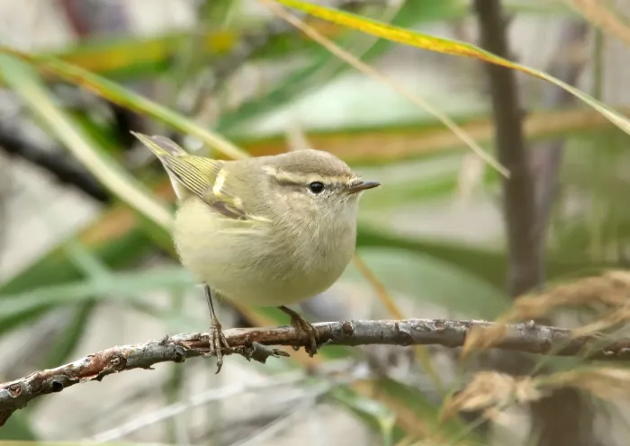 File:Hume's Warbler (Phylloscopus humei) (50584126233).jpg