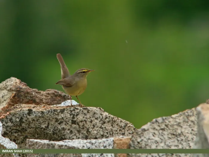 File:Sulphur-bellied Warbler (Phylloscopus griseolus) (19860253542).jpg