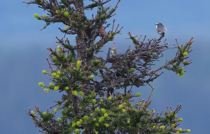 File:Red-flanked Bluetail (Tarsiger cyanurus), Ruka, Kuusamo, Finland (41093752850).jpg