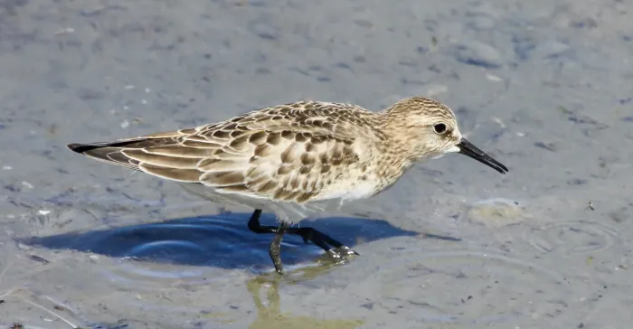 File:Calidris bairdii.jpg