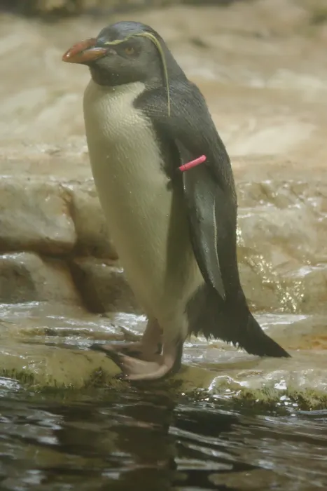 File:2018-05-10 AT Wien 13 Hietzing, Tiergarten Schönbrunn, Eudyptes moseleyi (46826392855).jpg