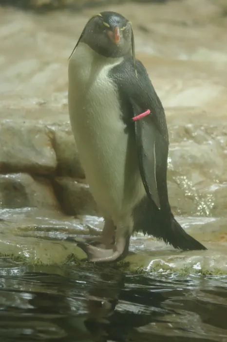 File:2018-05-10 AT Wien 13 Hietzing, Tiergarten Schönbrunn, Eudyptes moseleyi (32799570397).jpg