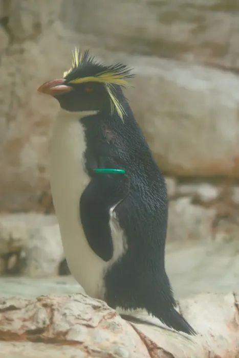 File:2018-05-10 AT Wien 13 Hietzing, Tiergarten Schönbrunn, Eudyptes moseleyi (32791492867).jpg