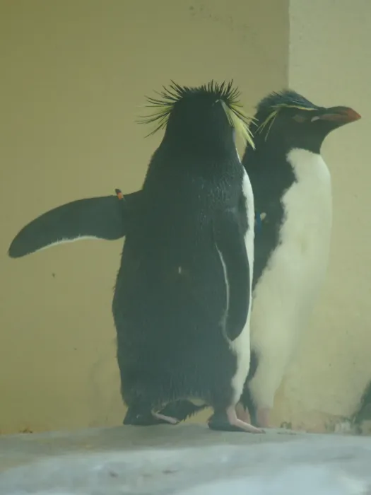 File:2018-05-10 AT Wien 13 Hietzing, Tiergarten Schönbrunn, Eudyptes moseleyi (32791493347).jpg