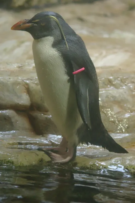 File:2018-05-10 AT Wien 13 Hietzing, Tiergarten Schönbrunn, Eudyptes moseleyi (32791493837).jpg