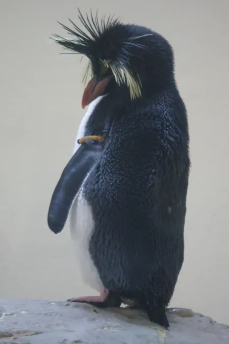 File:2017-07-02 AT Wien 13 Hietzing, Tiergarten Schönbrunn, Eudyptes moseleyi (49773766901).jpg