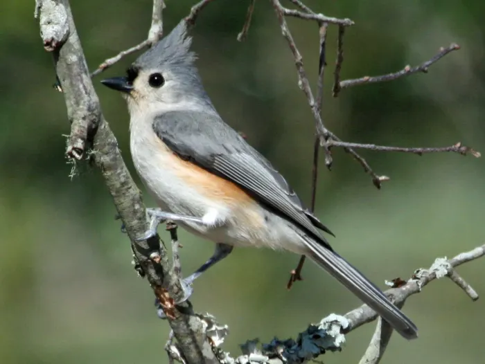 File:Tufted Titmouse (Baeolophus bicolor) RWD.jpg