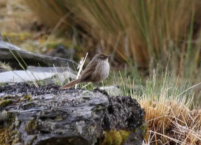 File:Asthenes wyatti Peru 2.jpg