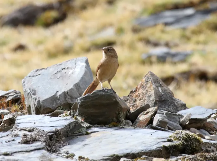 File:Asthenes wyatti Peru 4.jpg