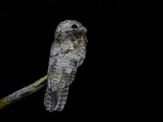 File:Nyctibius grandis - Great Potoo; Apiacás, Mato Grosso, Brazil.jpg