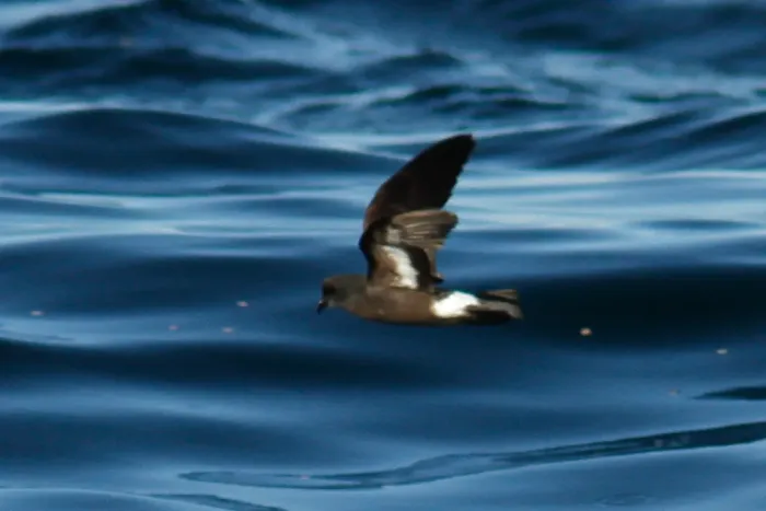 File:Hydrobates pelagicus 9761556.jpg