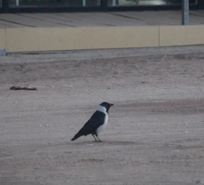 File:Coloeus dauuricus, Olkhon Island, Irkutsksaya Oblast, Russia 1.jpg