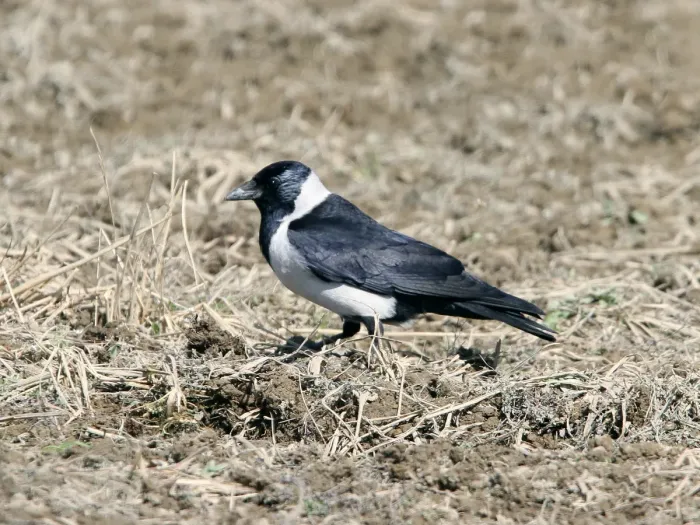 File:Coloeus dauuricus, adult, Izumi, Kagoshima, Japan 1.jpg