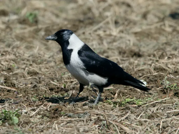 File:Coloeus dauuricus, adult, Izumi, Kagoshima, Japan 3.jpg