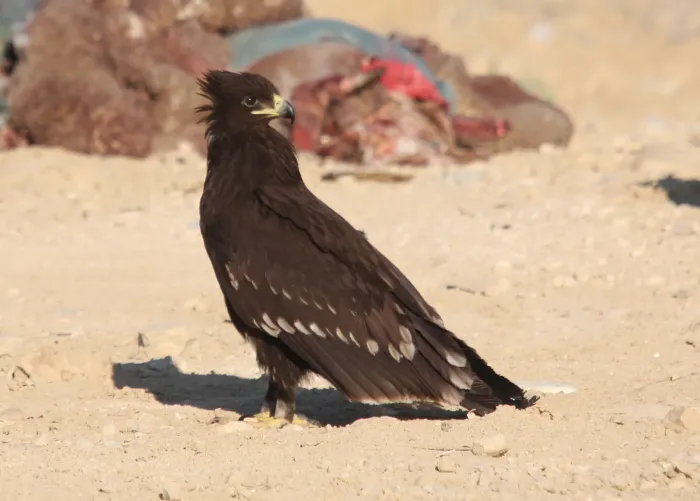 File:Clanga clanga 91594688.jpg